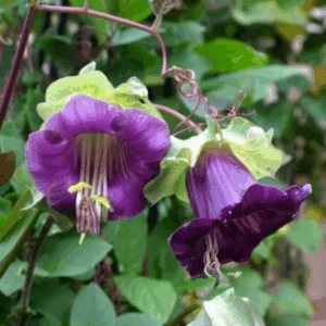 HẠT GIỐNG HOA CHUÔNG CÁC LOẠI - 1 Gói