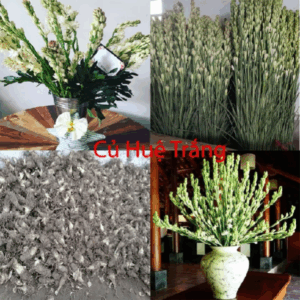 Củ giống hoa huệ trắng, hoa ly, các loại củ giống giá sỉ trồng tại nhà