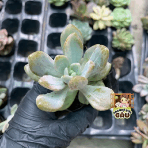 Sen đá Đá xanh Var (CÂY DẠNG CÀNH DỄ GÃY LÁ)