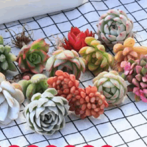 Combo 20 sen đá ngẫu nhiên 3-5cm đã thuần full nắng mưa | Vườn sen đá Trường Sơn