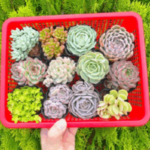 Combo sen đá cỡ nhỏ 3-5cm đã thuần full nắng mưa | Vườn sen đá Trường Sơn