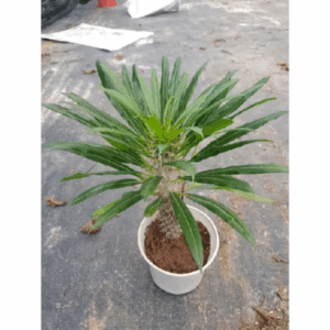 xương rồng  madagasca  HƯƠNG GIANG GARDEN gieo từ hạt size 15cm