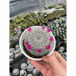 Xương rồng bánh sinh nhật HƯƠNG GIANG GARDEN gieo từ hạt