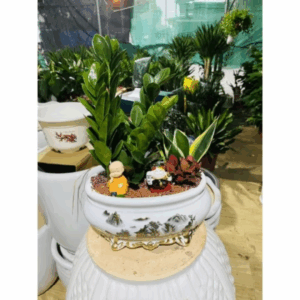 kim ngân, kim tiền tiểu cảnh để bàn