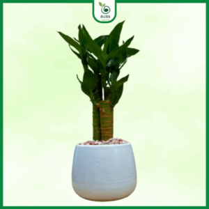 Cây trúc phát tài để bàn ba thân kèm chậu sứ mang tài tộc cho gia chủ