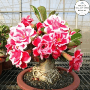 Cây giống sứ thái (Ảnh thật số 2)